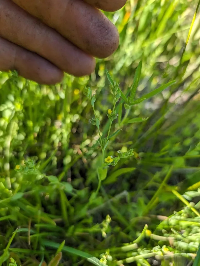 Digynum Flax