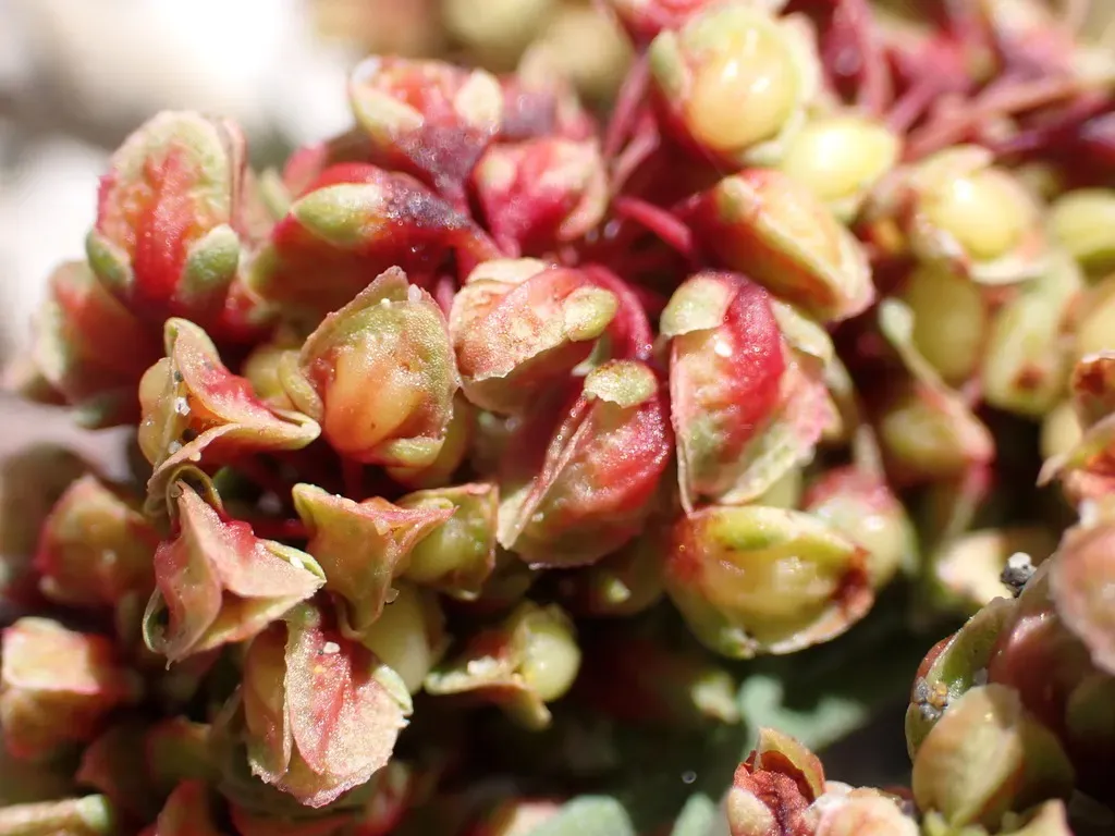 Thickleaf Willow Dock