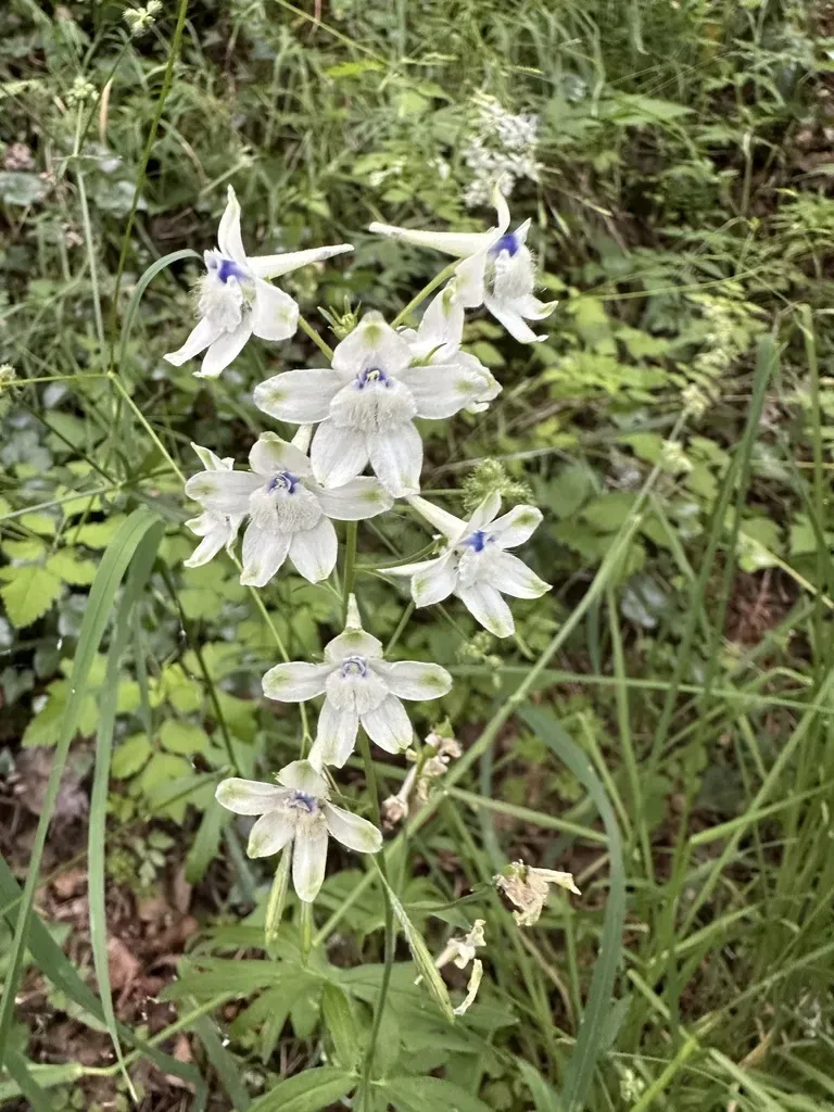 Pale Larkspur
