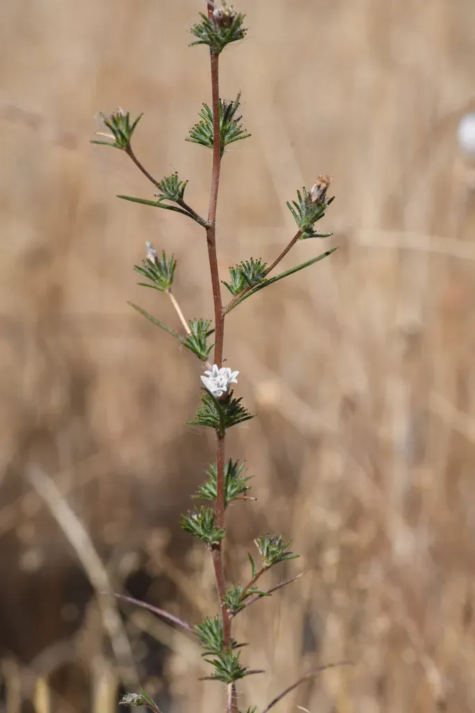 Spiked Western Rosinweed