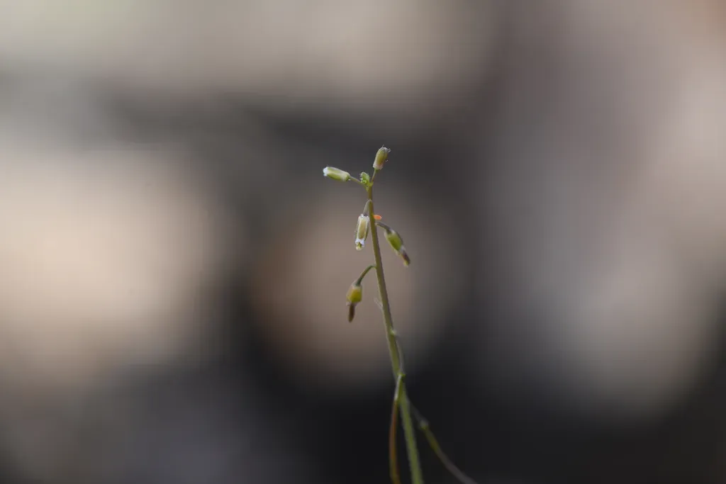 Bristly Leaf Rockcress