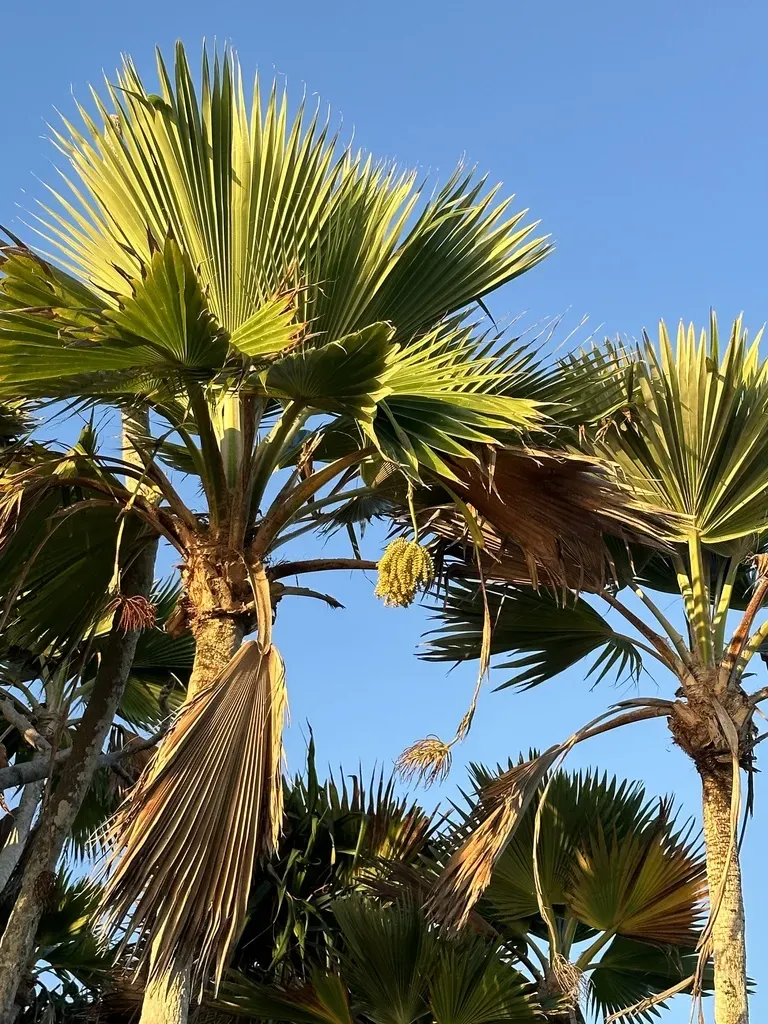 Pritchardia Thurstonii