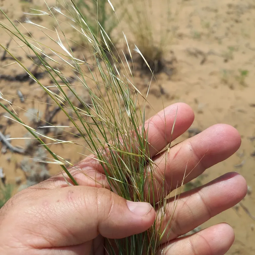 Stipagrostis Pennata