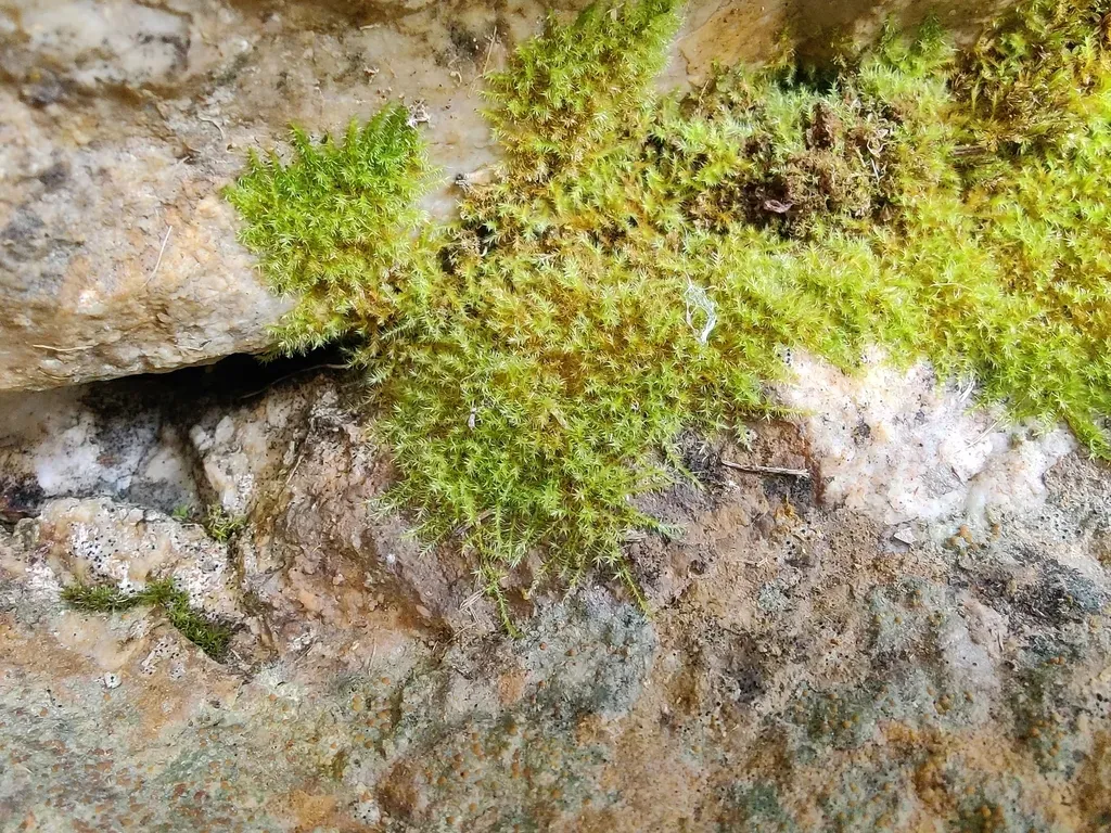 Golden Creeping Moss