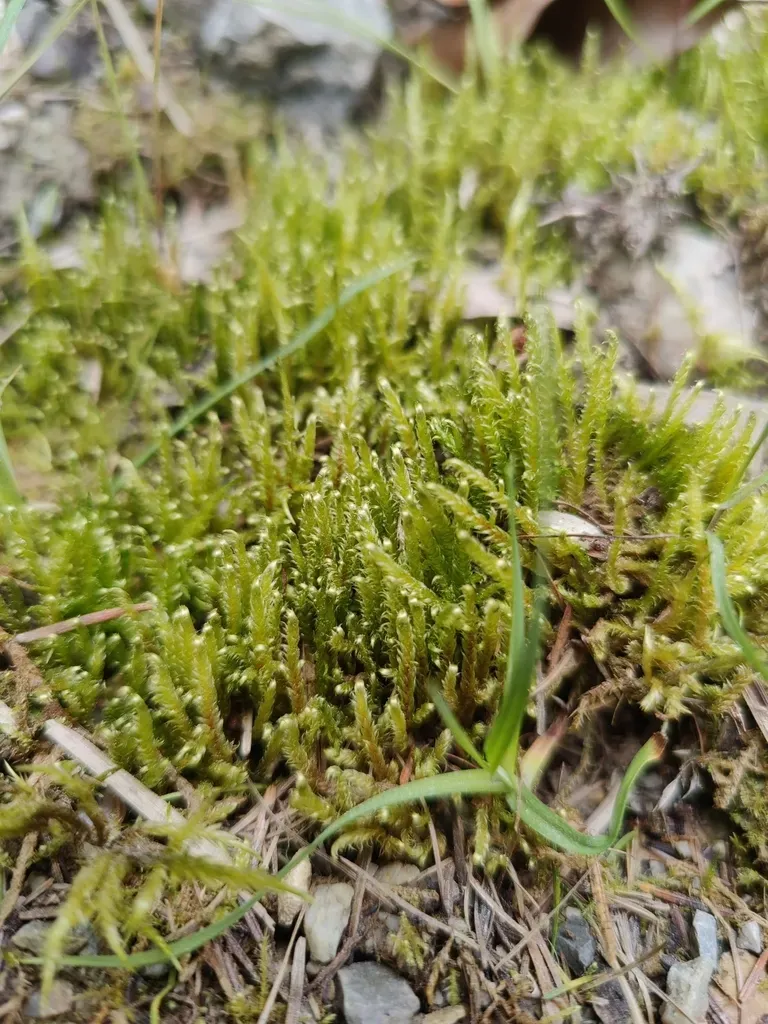 Lindberg's Hypnum Moss