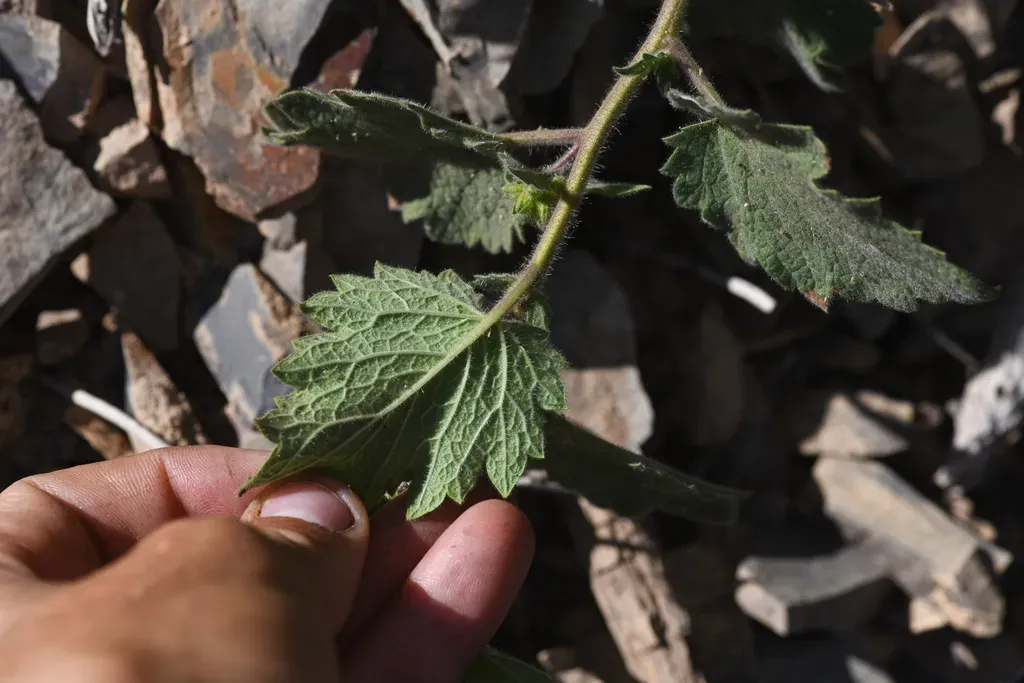 Damnation Pass Phacelia