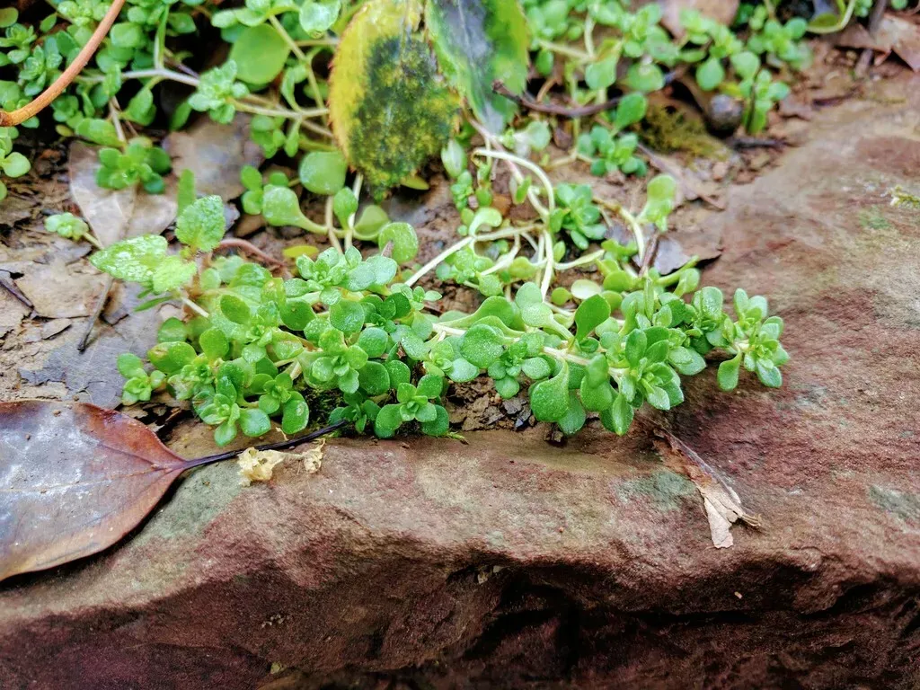 Chinese Woodland Stonecrop