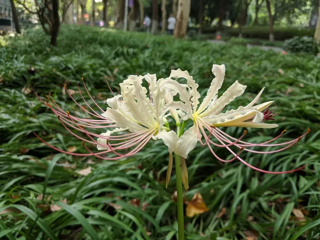 Lycoris Straminea