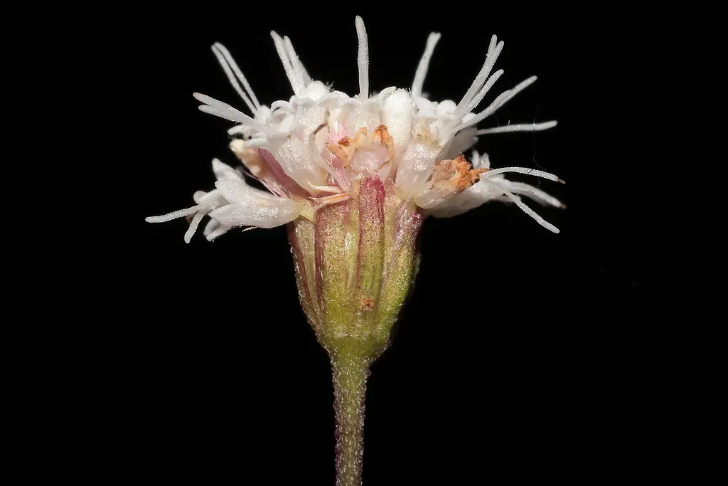 Ageratina Sternbergiana