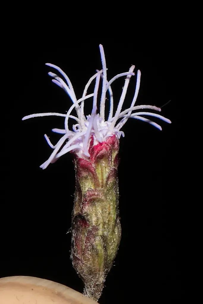 Cronquistianthus Lavandulifolius