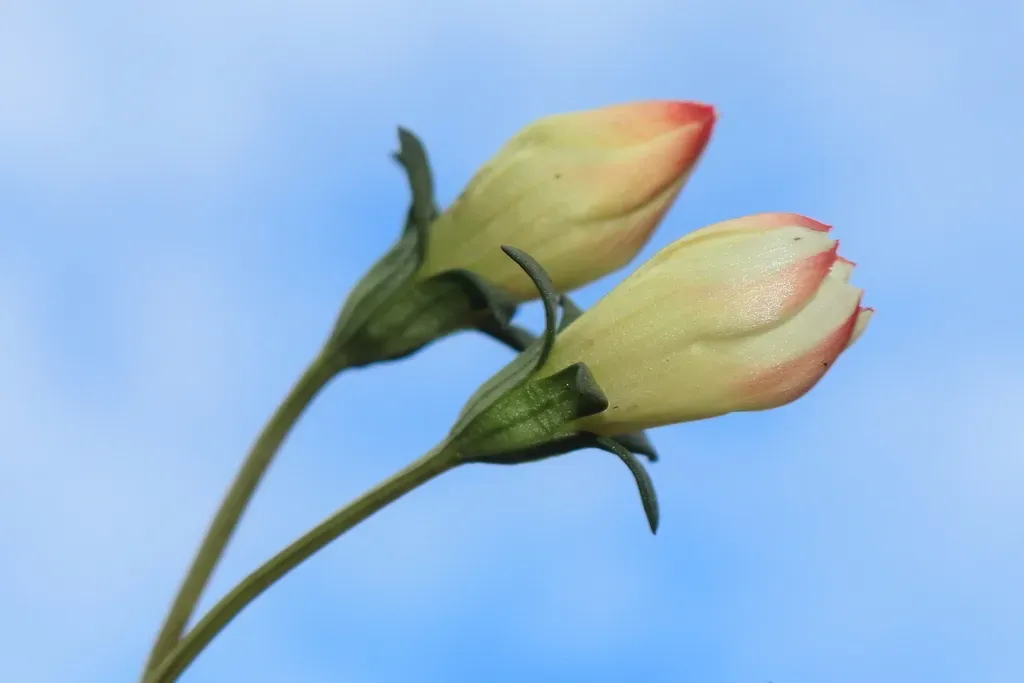 Gentianella Eurysepala