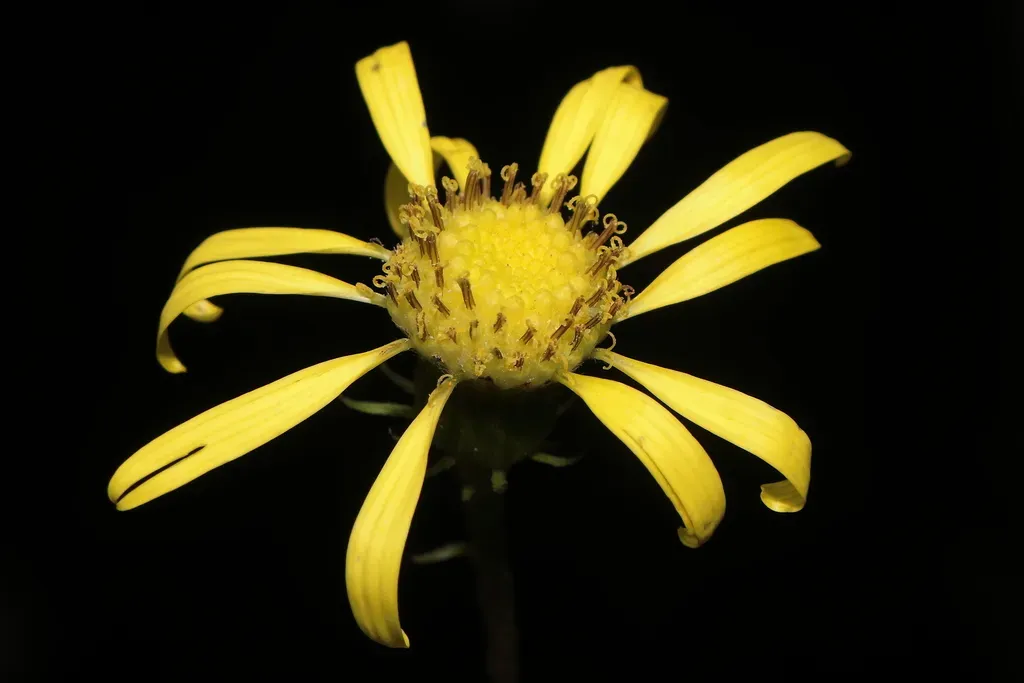 Lomanthus Calachaquensis