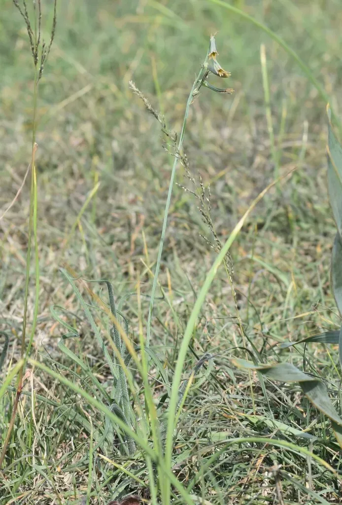 Curlicurly Daintybells