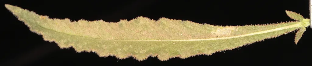 Malesherbia Splendens