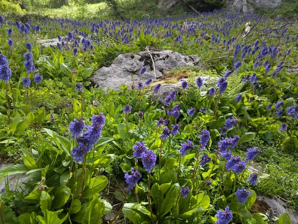 Wulfenia Carinthiaca