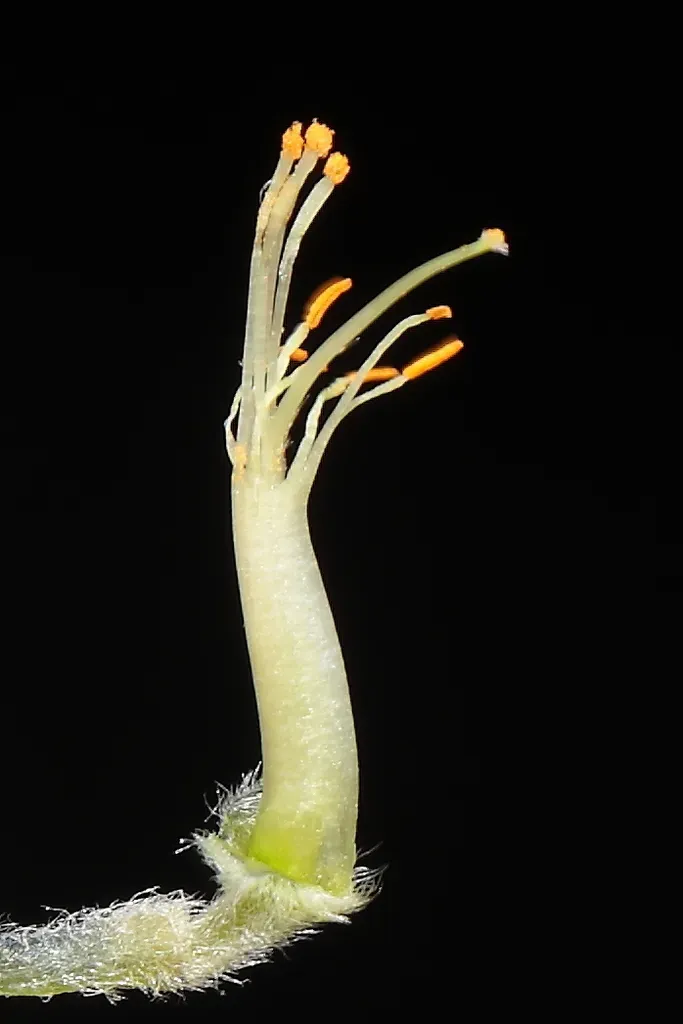 Lupinus Espinarensis