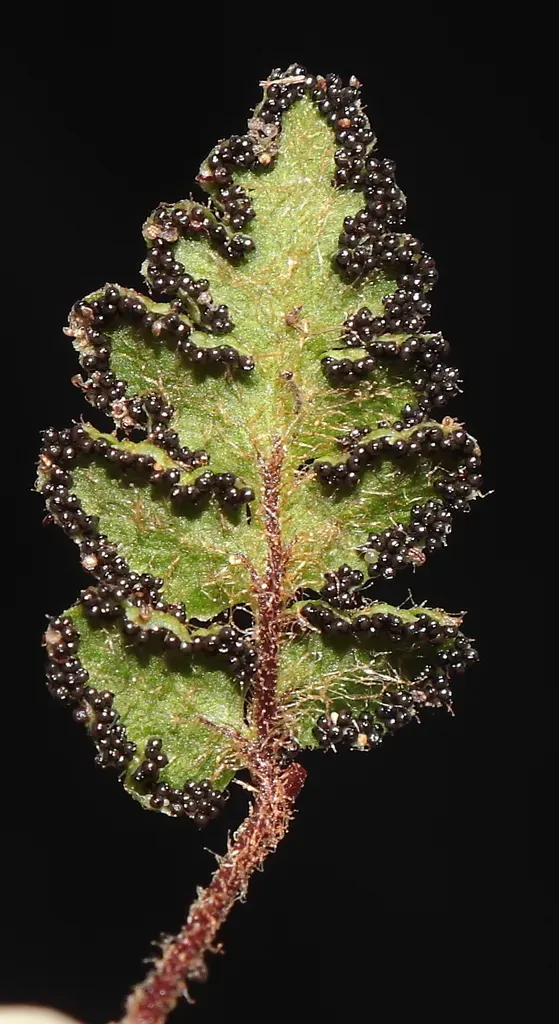 Cheilanthes Pilosa