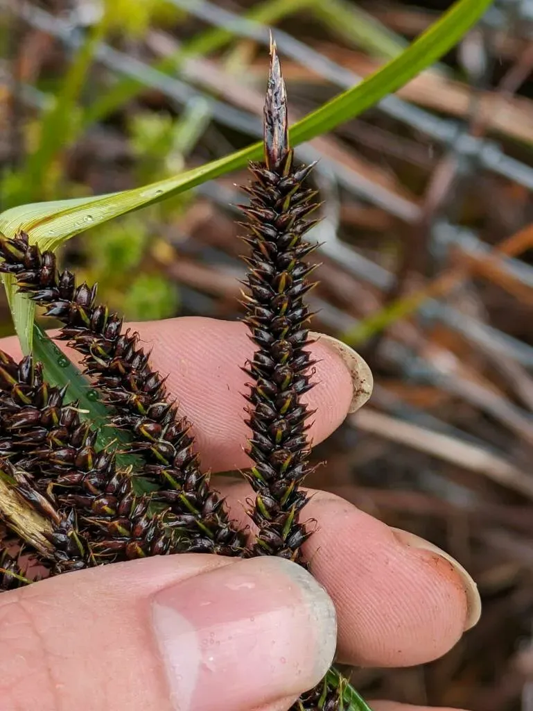 Carex Kauaiensis