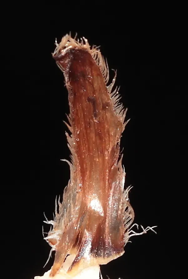 Acaulimalva Steinbachii