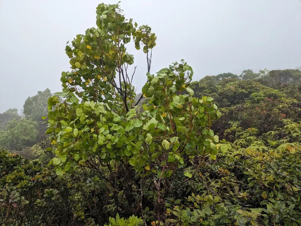 Cheirodendron Dominii