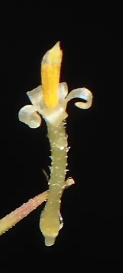 Baccharis Caespitosa