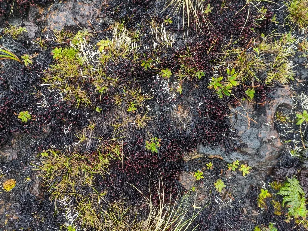 Pleurozia Conchifolia