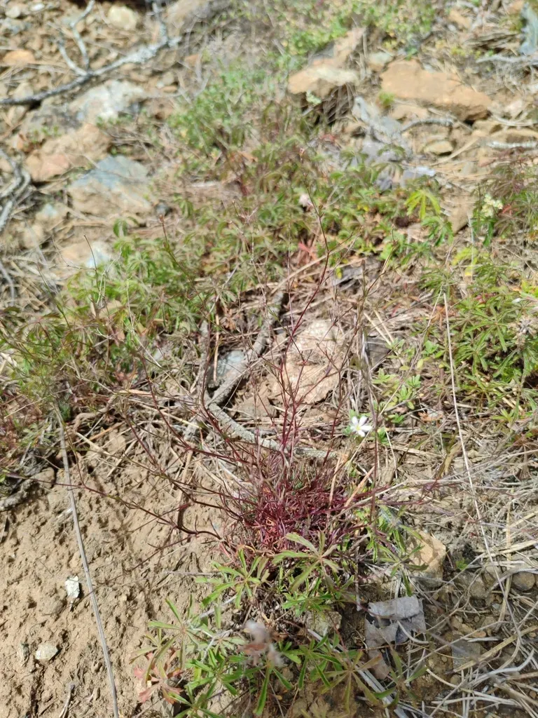 Balkana Spergulifolia