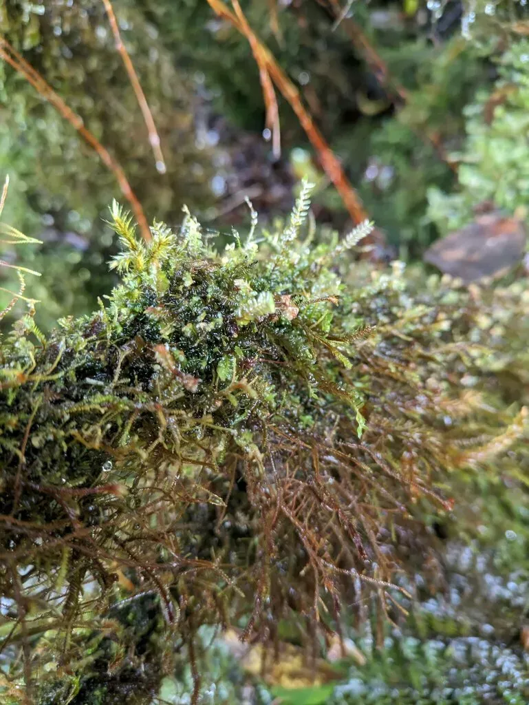 Chiastocaulon Combinatum