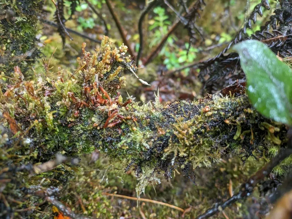 Cuspidatula Labrifolia