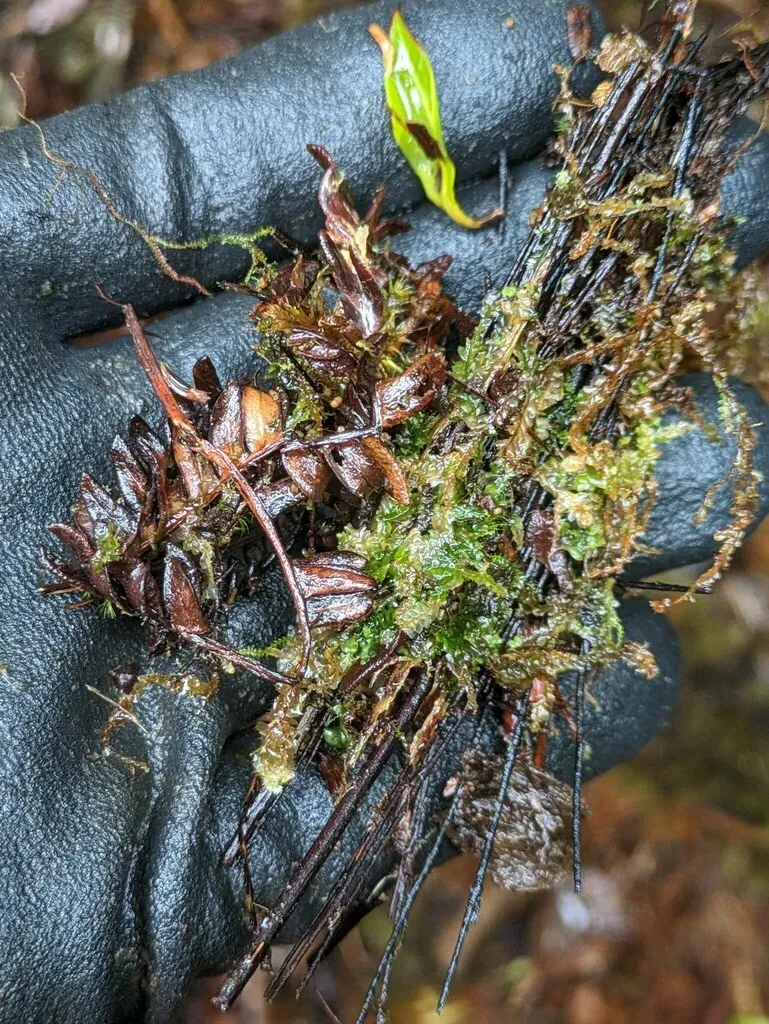 Chiloscyphus Greenwelliae