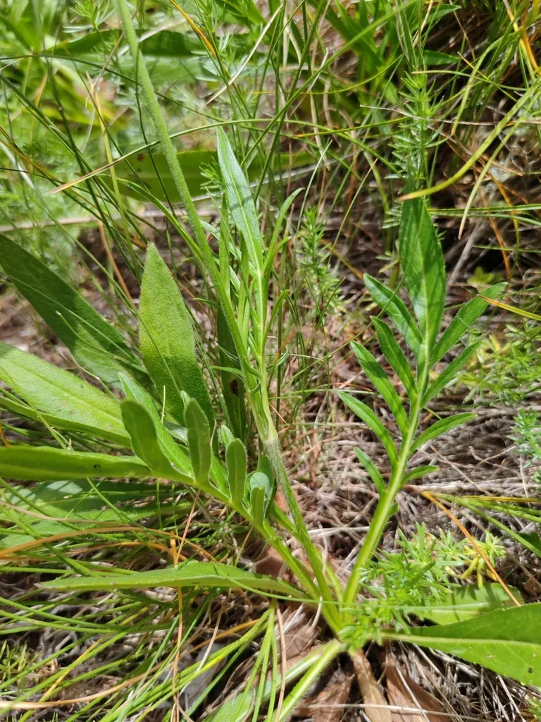 Knautia Travnicensis