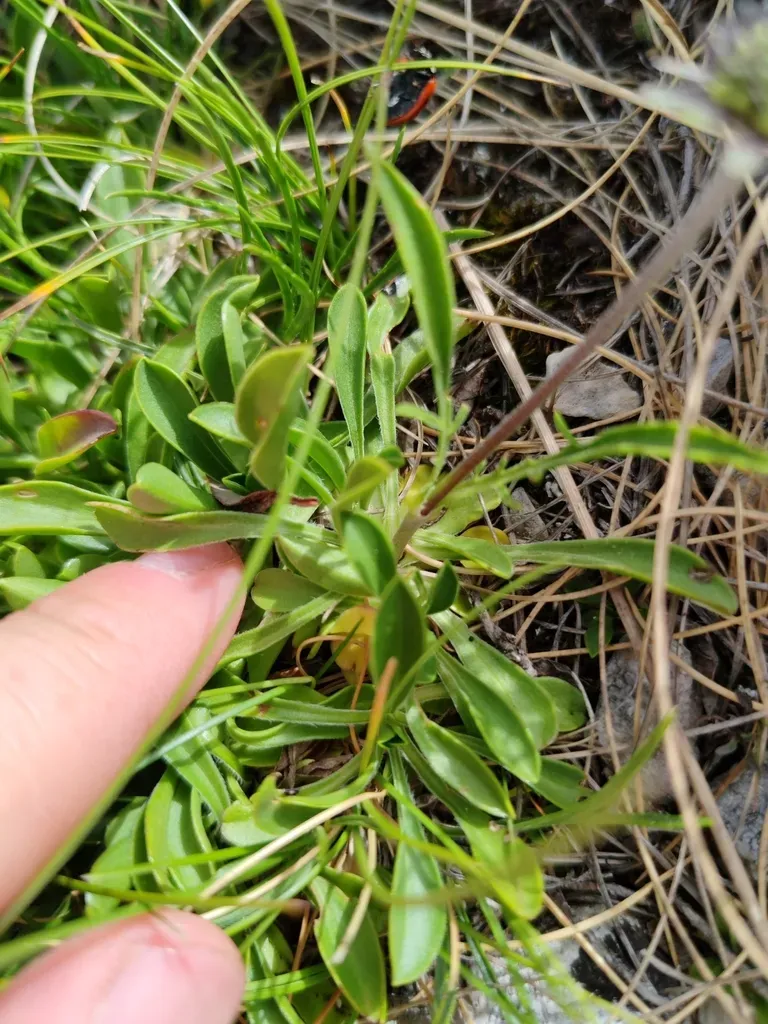 Scabiosa Silenifolia