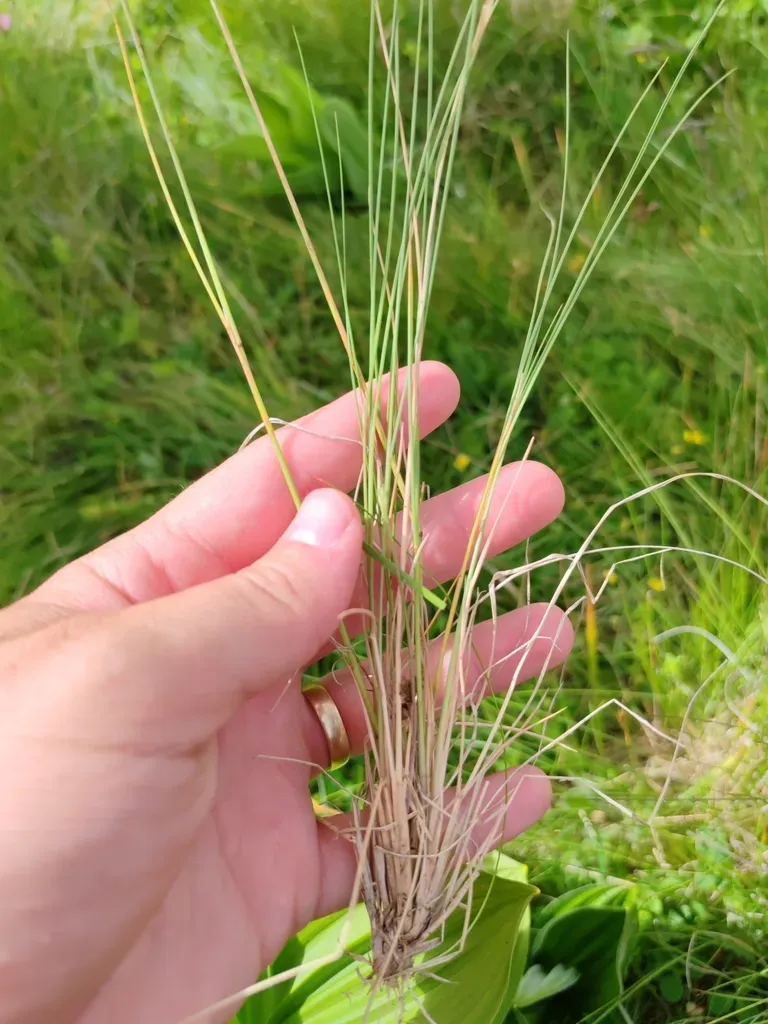 Bellardiochloa Variegata