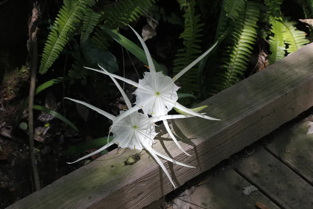 Spring-run Spiderlily