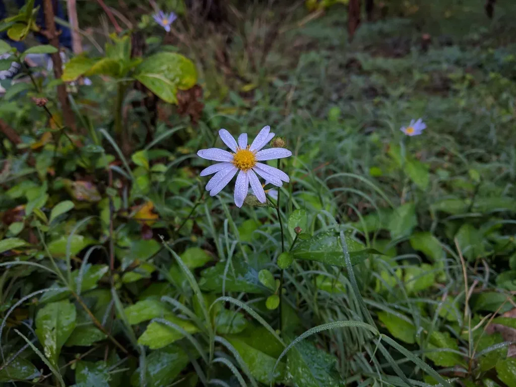Indian Aster