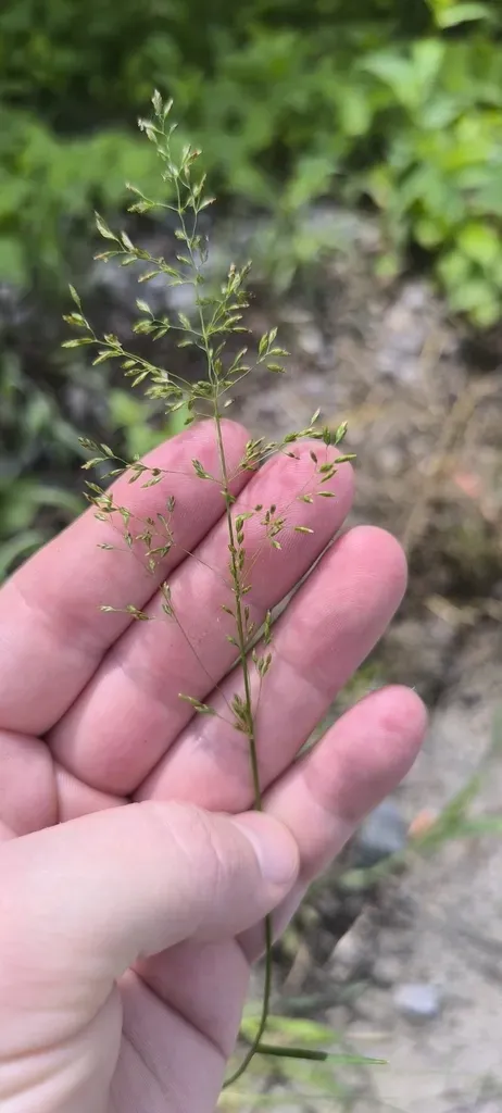 Poa Sibirica
