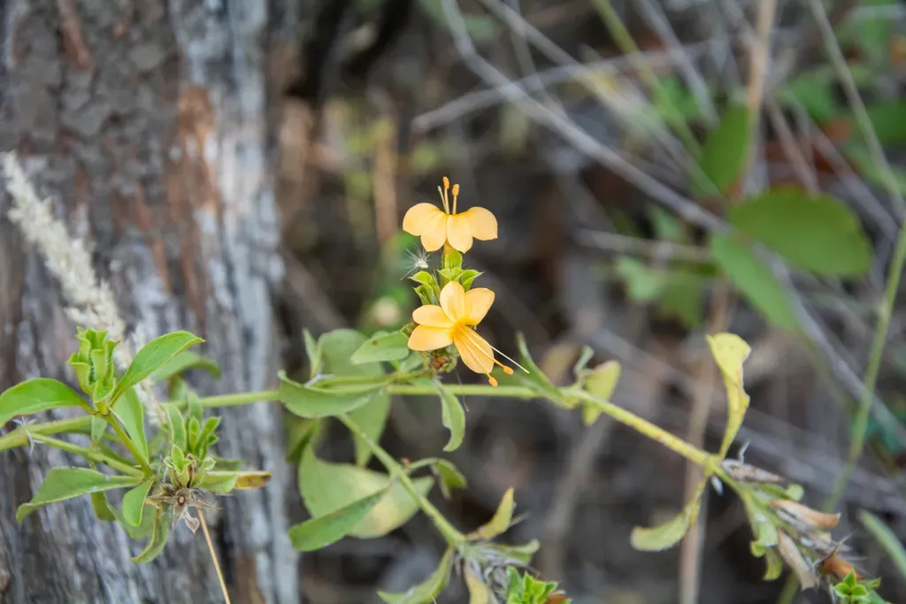 Mozambique Barleria
