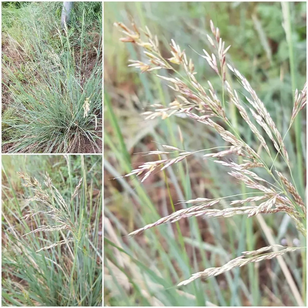 Chee Grass