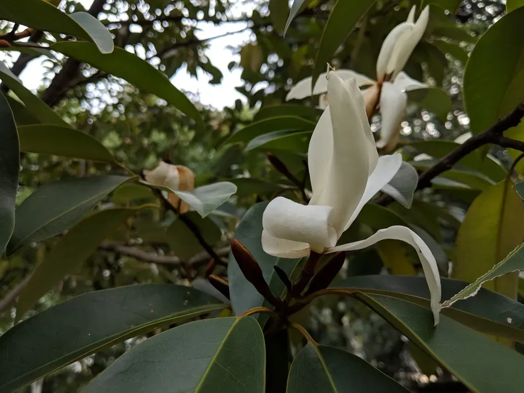 Magnolia Maudiae