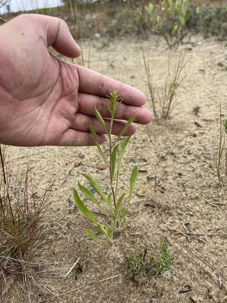 Solidago Psammophila