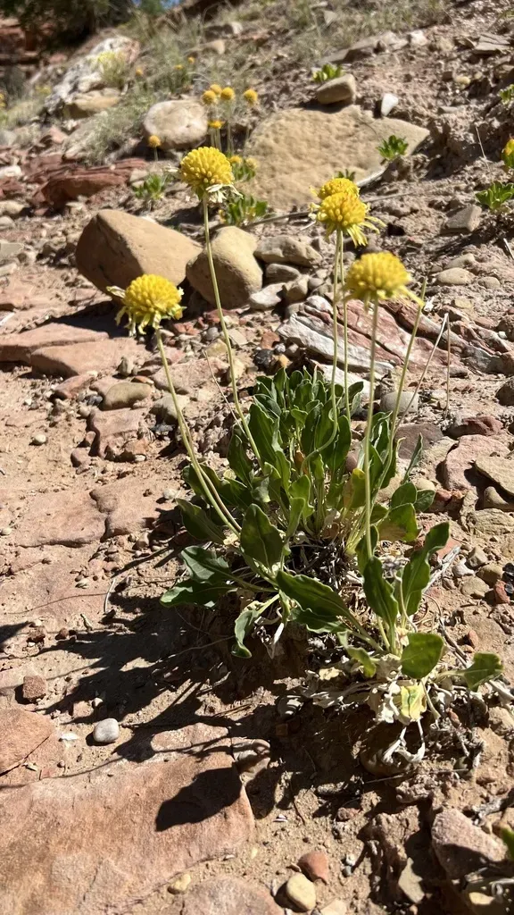 Parry's Blanketflower
