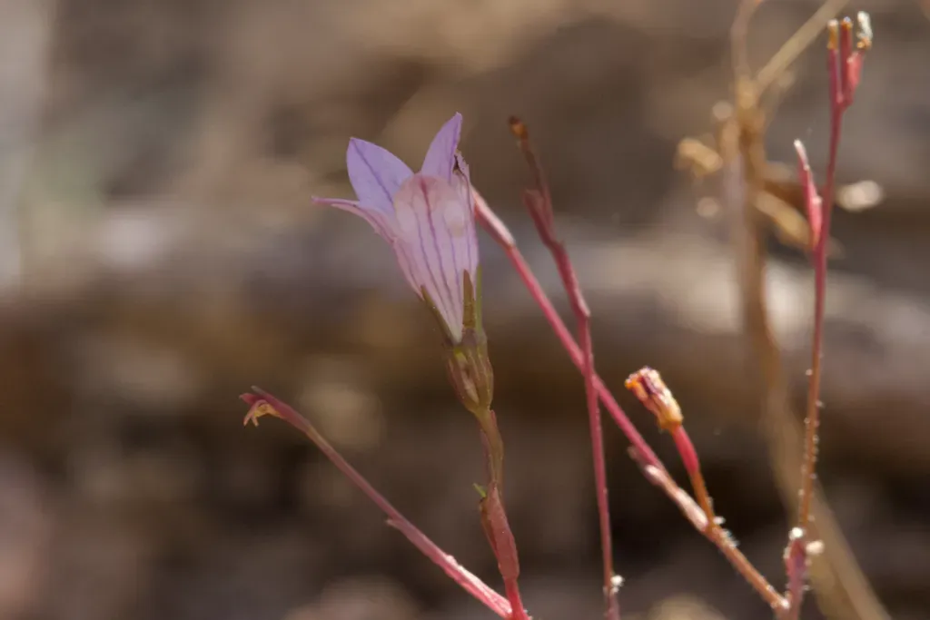 Chaparral Harebell