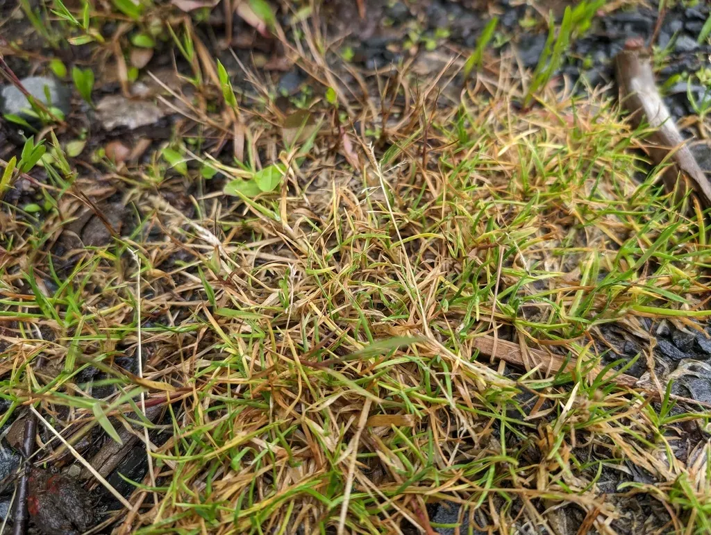 Poa Supina