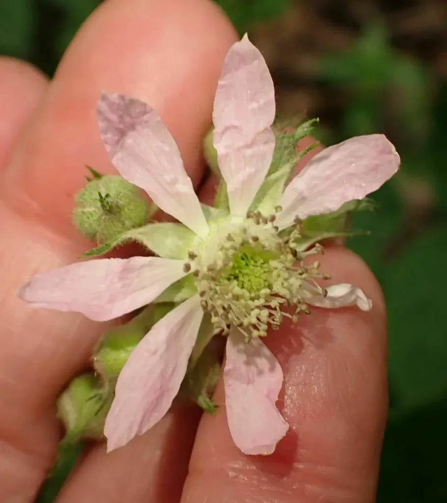 Rubus Dasyphyllus