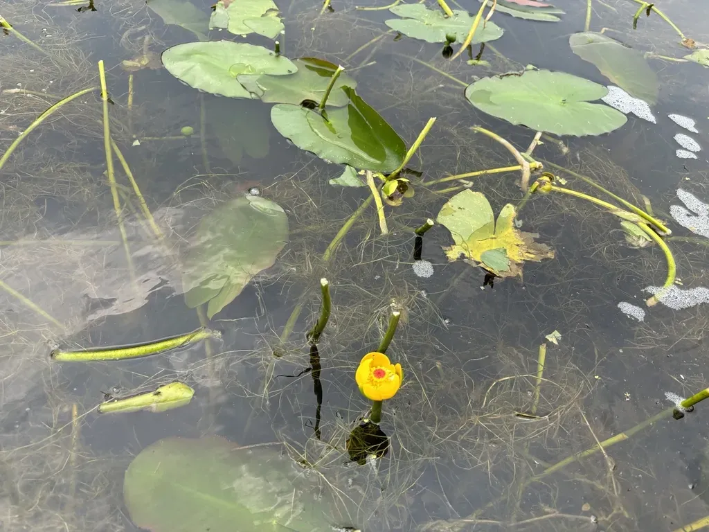 Intermediate Pond-lily