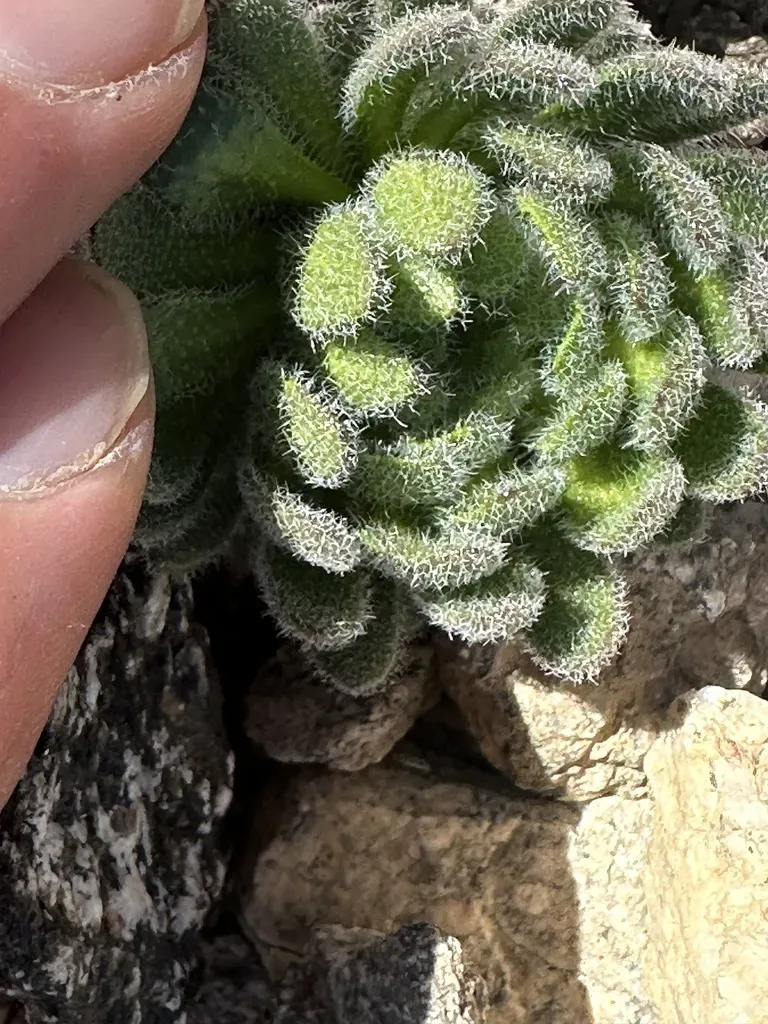 Southern California Draba