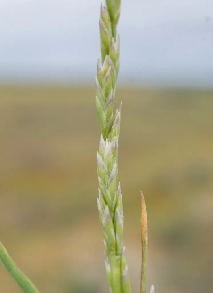 California Alkali Grass