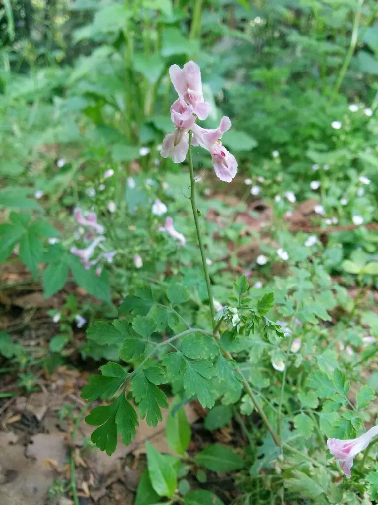 Corydalis Edulis