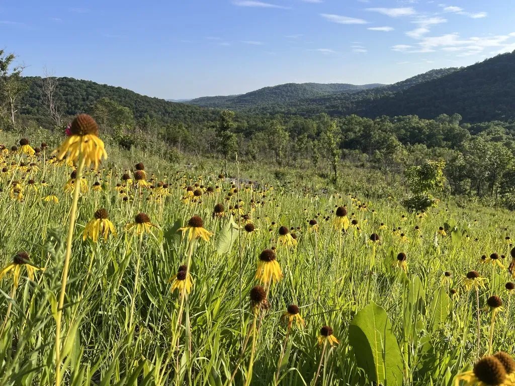Yellow Coneflower