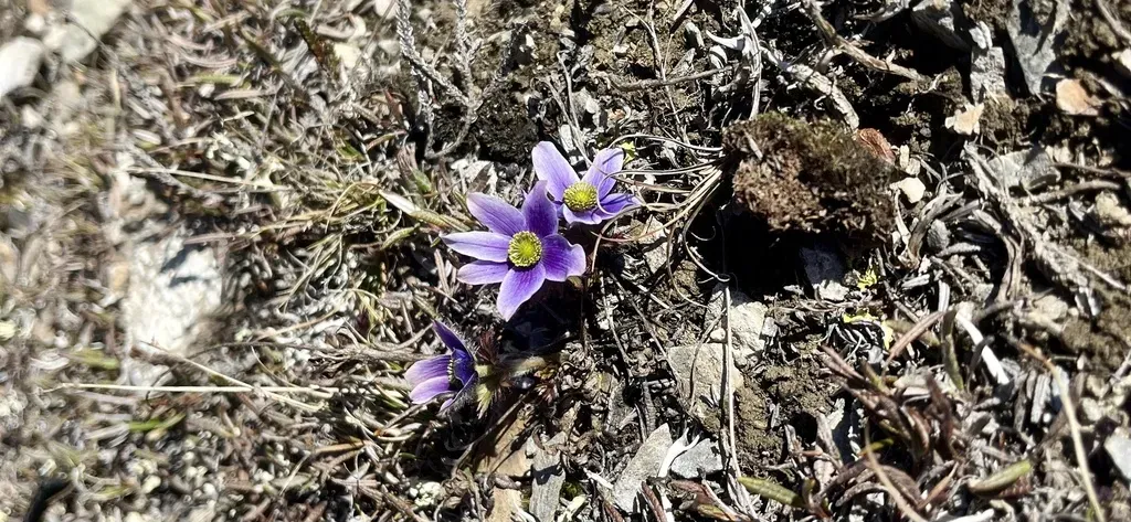 Little Belt Mountain Thimbleweed